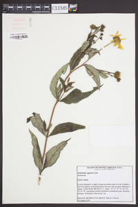 Helianthus eggertii image