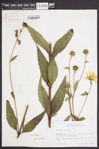 Helianthus hirsutus image