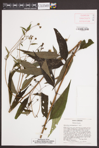Helianthus microcephalus image