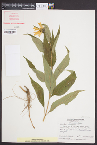 Helianthus strumosus image