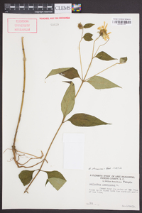 Helianthus strumosus image