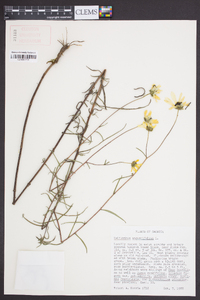 Helianthus angustifolius image