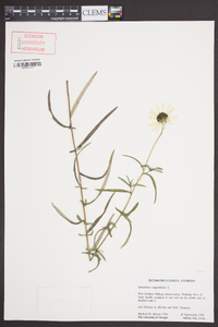 Helianthus angustifolius image