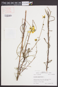 Helianthus angustifolius image