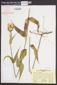 Helianthus divaricatus image