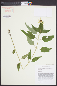 Heliopsis gracilis image