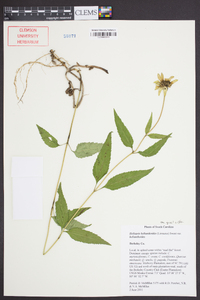 Heliopsis helianthoides var. helianthoides image