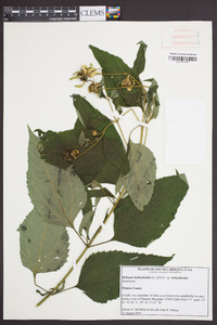 Heliopsis helianthoides var. helianthoides image