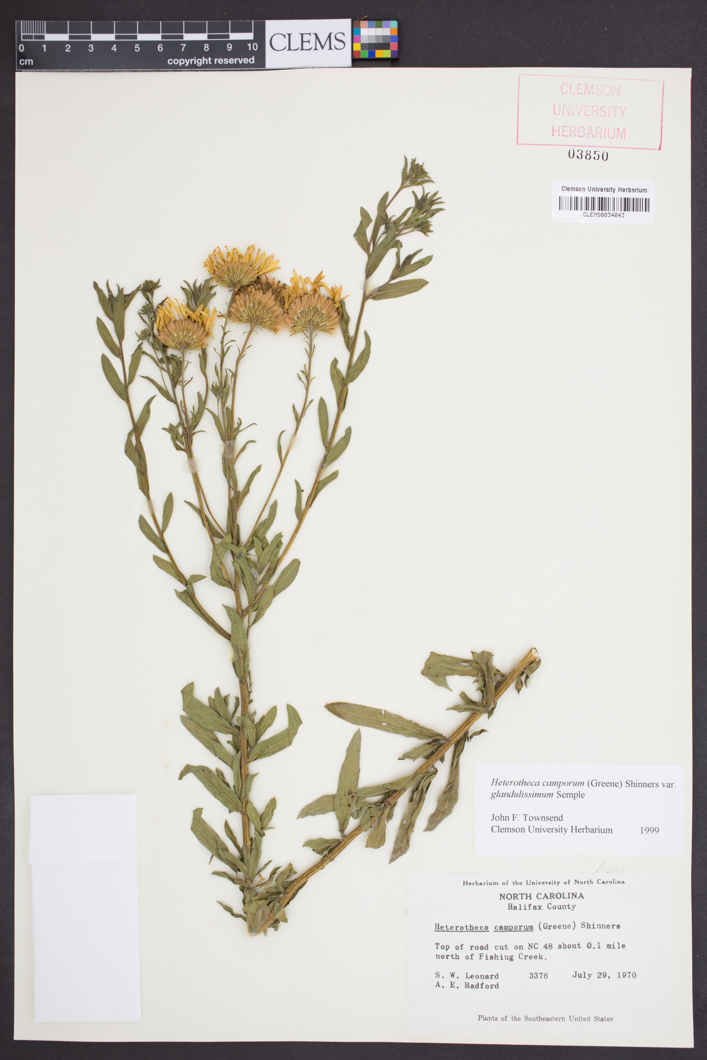 Heterotheca camporum var. glandulissimum image