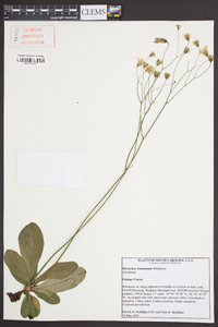 Hieracium x marianum image