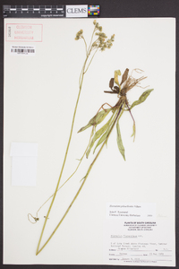 Hieracium piloselloides image