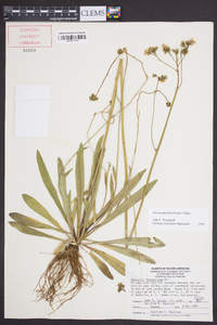 Hieracium piloselloides image