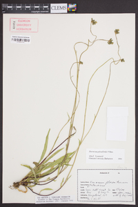 Hieracium piloselloides image