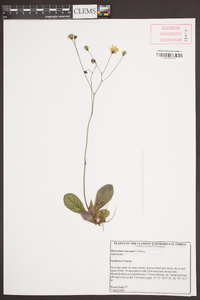 Hieracium venosum image