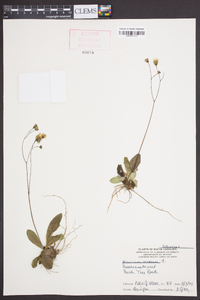 Hieracium venosum image