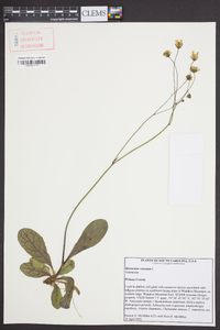 Hieracium venosum image