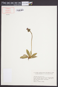 Hieracium aurantiacum image