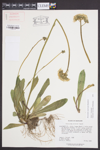 Hieracium caespitosum image