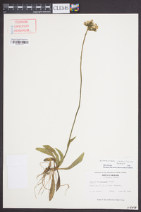 Hieracium caespitosum image