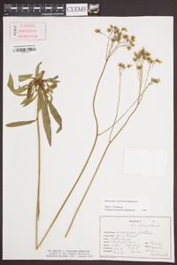 Hieracium caespitosum image