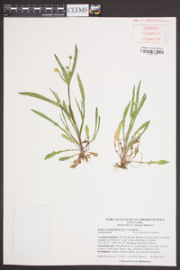 Krigia cespitosa image