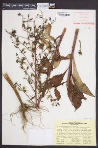 Lactuca floridana image