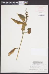 Lactuca floridana image