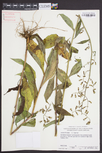 Lactuca floridana image