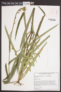 Lactuca graminifolia image