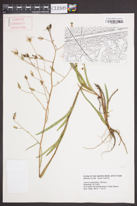 Lactuca graminifolia image