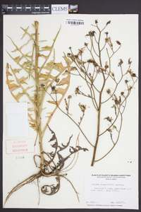 Lactuca graminifolia image