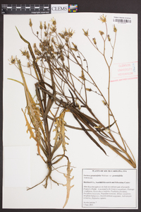 Lactuca graminifolia var. graminifolia image