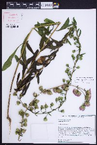 Liatris aspera image