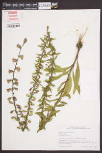 Liatris aspera var. intermedia image