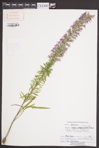 Liatris elegans image