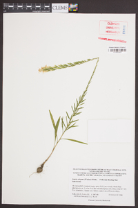 Liatris elegans image