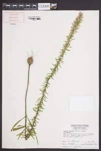 Liatris elegans image