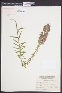 Liatris elegans image