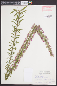 Liatris elegans image