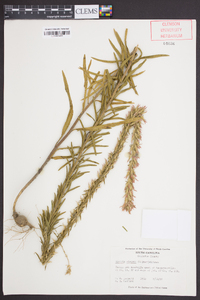 Liatris elegans image