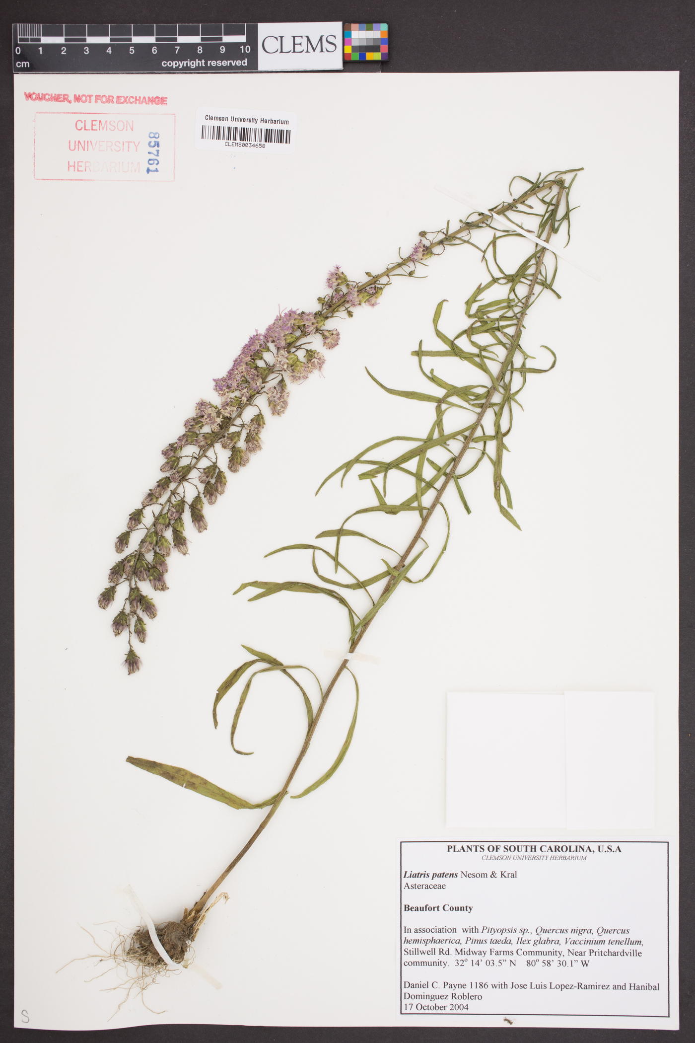 Liatris patens image