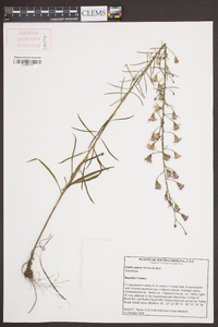 Liatris patens image