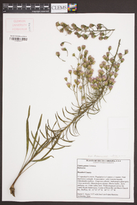 Liatris patens image