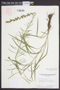 Liatris pilosa image