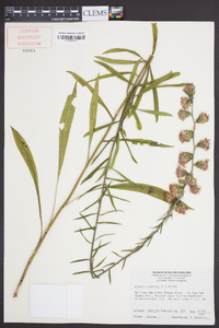 Liatris scariosa image