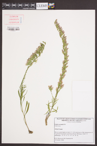 Liatris secunda image