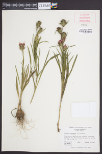 Liatris squarrosa image