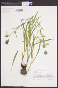 Liatris squarrosa image