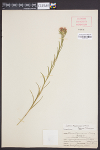 Liatris squarrosa image