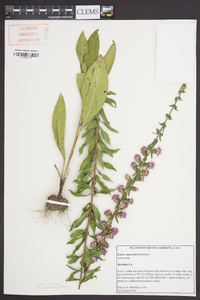 Liatris squarrulosa image